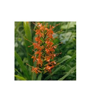 Hedychium aurantiacum