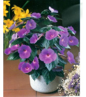Achimenes Charm