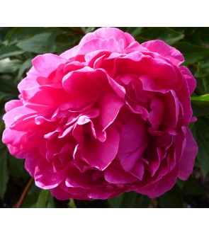 Peonia Bunker Hill