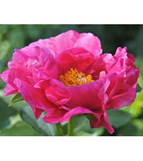 Peonia Paula Fay NUOVA