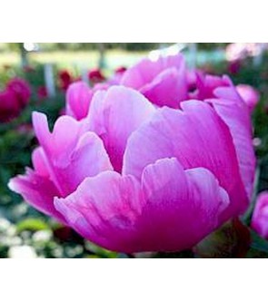 Peonia Paladin NUOVA