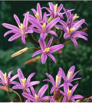 Brodiaea californica Babylon