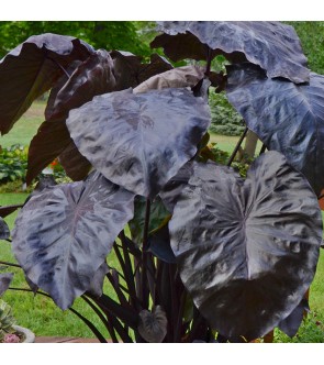 Colocasia esculenta Black...