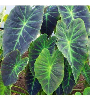 Colocasia esculenta...