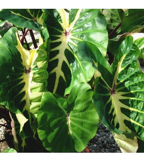 Colocasia esculenta White...