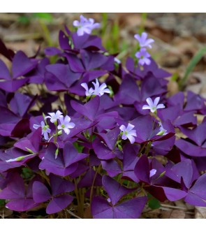 Oxalis Burgundy Wine NUOVO