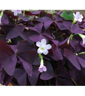 Oxalis Mistyc Mist NUOVO