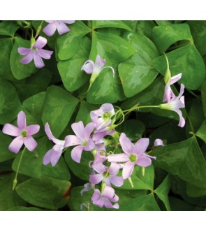 Oxalis triangularis Fanny...