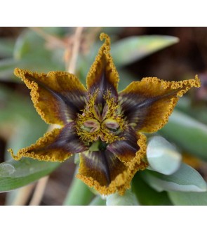 Ferraria foliosa
