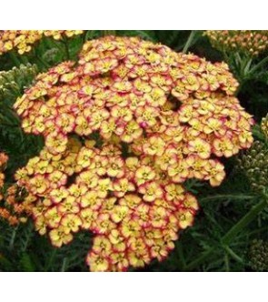 Achillea millefolium Tricolor