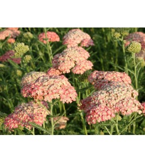 Achillea millefolium...