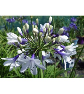 Agapanthus Twister NUOVO