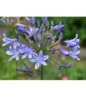 Agapanthus Wolga