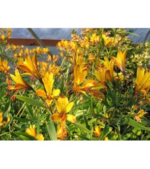 Alstroemeria Glory of the...