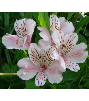Alstroemeria Venus NUOVA