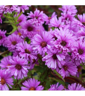 Aster novi belgii Patricia...