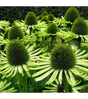 Echinacea purpurea Green...