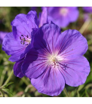 Geranium Orion