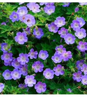 Geranium Rozanne VASO