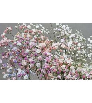 Gypsophila miscuglio