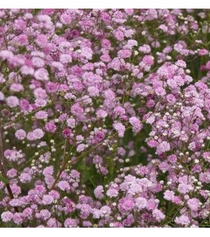 Gypsophila Flamingo Rosa