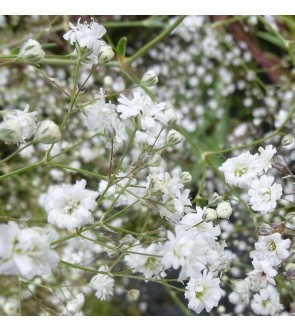 Gypsophila Fairy Perfect...