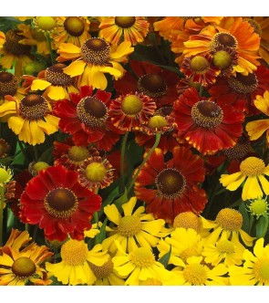 Helenium miscuglio