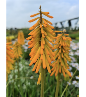 Kniphofia Earliest of All