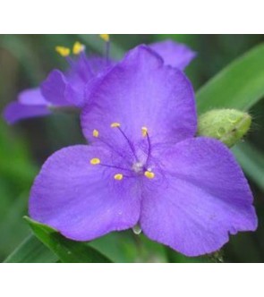 Tradescantia Blue Stone