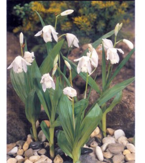 Bletilla Striata Alba