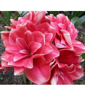 Amaryllis Doppio Double...