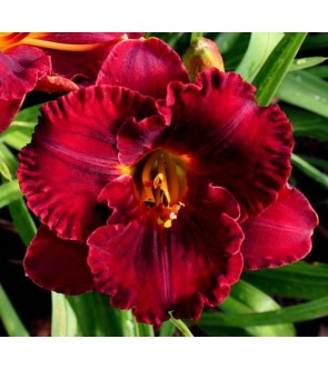 Hemerocallis Jazz Dance