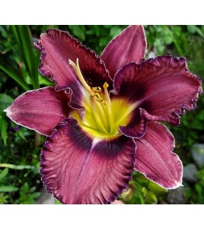 Hemerocallis Forgotten Dreams