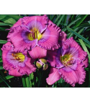 Hemerocallis Lavender Blue...