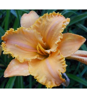 Hemerocallis Colonel...