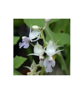 Calanthe reflexa