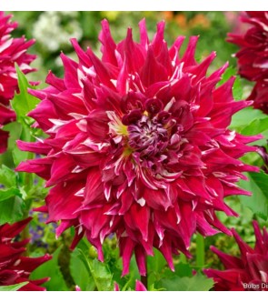 Dalia decorativa Myth