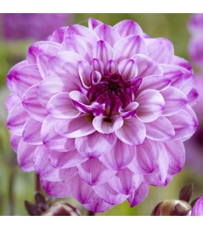 Dalia decorativa Skiron