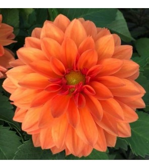 Dalia decorativa Summer Flame