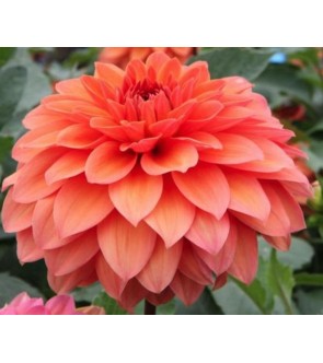 Dalia decorativa Summer Flame