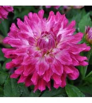 Dalia decorativa Cloudy Sky