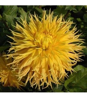 Dalia fimbriata Encore