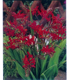 Crocosmia a fiore grande...