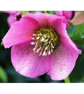 Helleboro Pretty Ellen Pink
