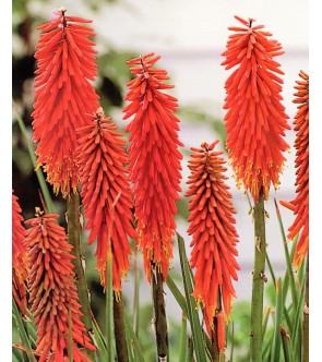 Kniphofia Nancy's Red vaso...