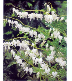 Dicentra spectabilis Alba