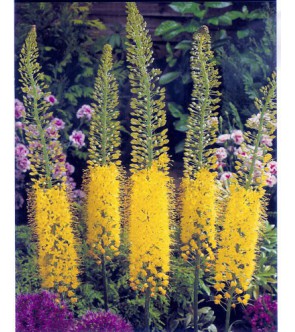 Eremurus Bungei Giallo