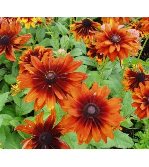 Rudbeckia hirta Cerockee...