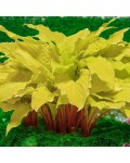 Hosta Lipstick Blonde...