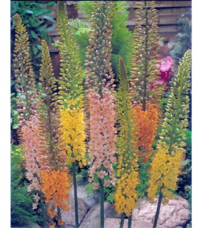 Eremurus Ruiter Hybrid...